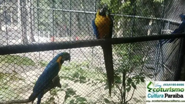 Parque Arruda Câmara (Bica): os papagaios Parque Arruda Câmara (Bica): os papagaios