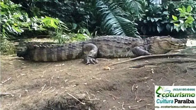 Parque zoobotânico de João Pessoa: crocodilo Parque zoobotânico de João Pessoa: crocodilo
