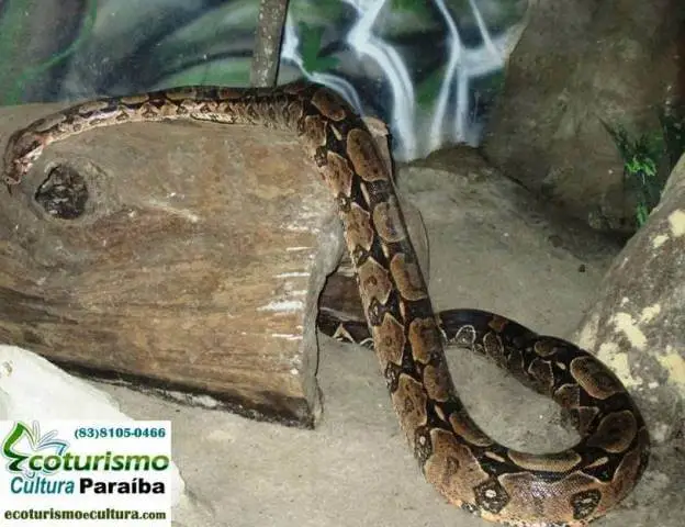 Zoologico de João Pessoa (Bica): cobra Zoologico de João Pessoa (Bica): cobra