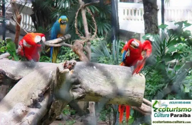 Parque Arruda Câmara (Bica): os papagaios Parque Arruda Câmara (Bica): os papagaios