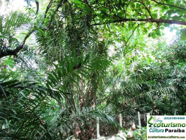 Zoologico de João Pessoa (Bica): mata atlântica Zoologico de João Pessoa (Bica): mata atlântica