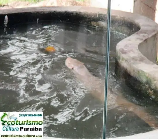 Zoologico de João Pessoa (Bica): lontra Zoologico de João Pessoa (Bica): lontra