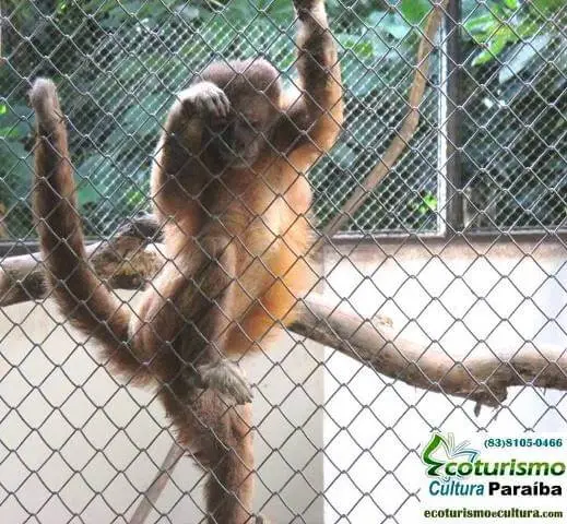 Parque zoobotânico de João Pessoa: macaco Parque zoobotânico de João Pessoa: macaco