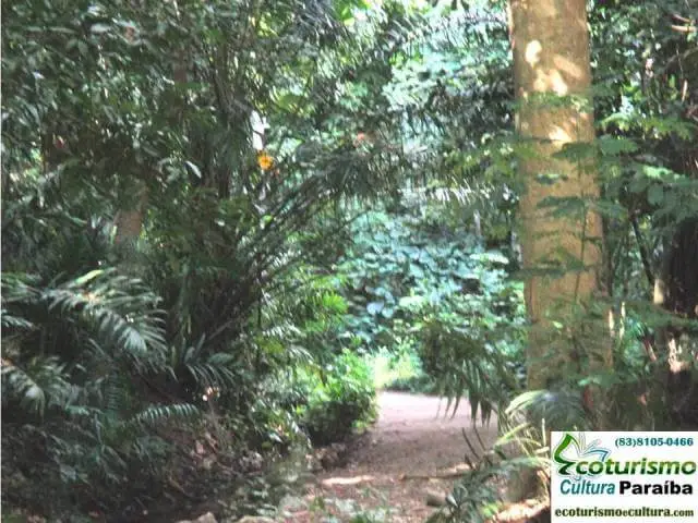 Parque zoobotânico de João Pessoa: a mata Parque zoobotânico de João Pessoa: a mata
