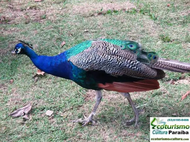 Parque zoobotânico de João Pessoa: fauna Parque zoobotânico de João Pessoa: fauna