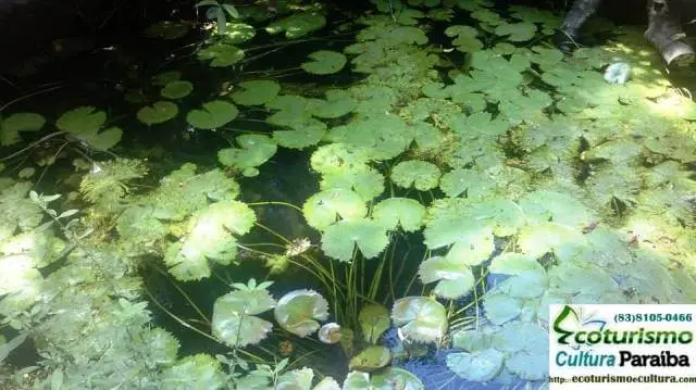 Jardim botânico de João Pessoa: plantas aquáticas Jardim botânico de João Pessoa: plantas aquáticas