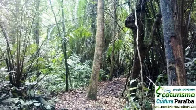Jardim botânico de João Pessoa: mata atlântica Jardim botânico de João Pessoa: mata atlântica