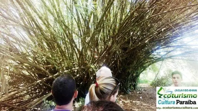 Jardim botânico Benjamin Maranhão: bambu Jardim botânico Benjamin Maranhão: bambu