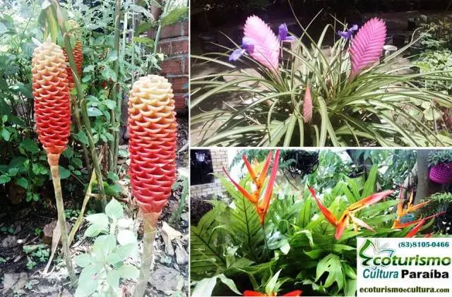 Engenho Triumfo em Areia: flores Engenho Triumfo em Areia: flores