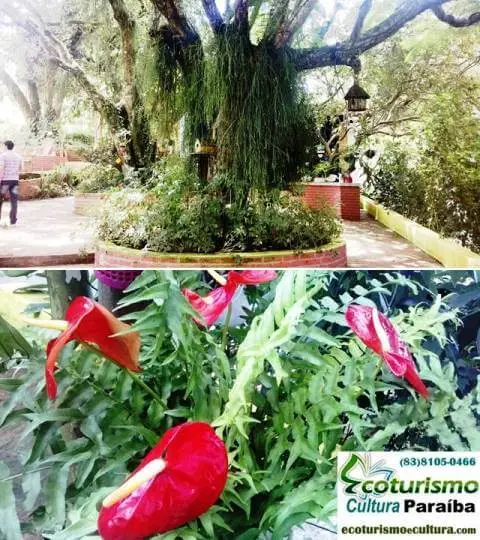 Engenho Triumfo: jardim Engenho Triumfo: jardim