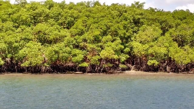 Barra do Cunhaú: detalhe do manguezal Barra do Cunhaú: detalhe do manguezal