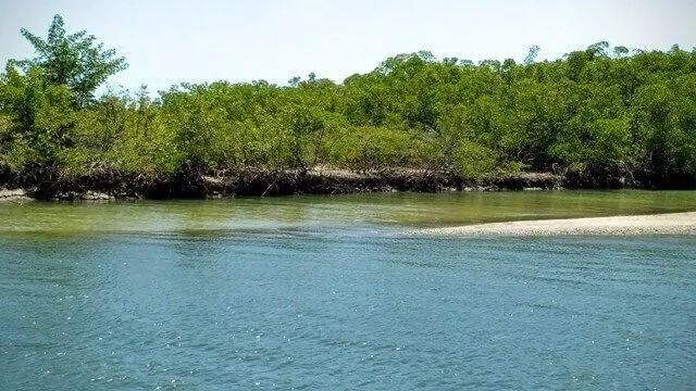 Barra do Cunhaú: o mangue Barra do Cunhaú: o mangue visto do barco