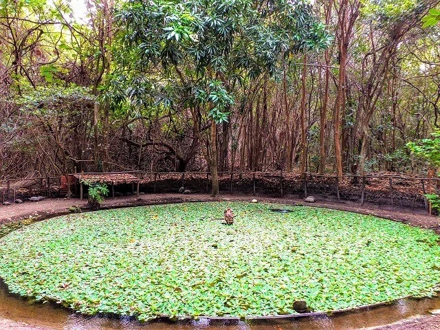 Pipa - RN, Ecological Sanctuary: the turtle pool Pipa - RN, Ecological Sanctuary: the turtle pool
