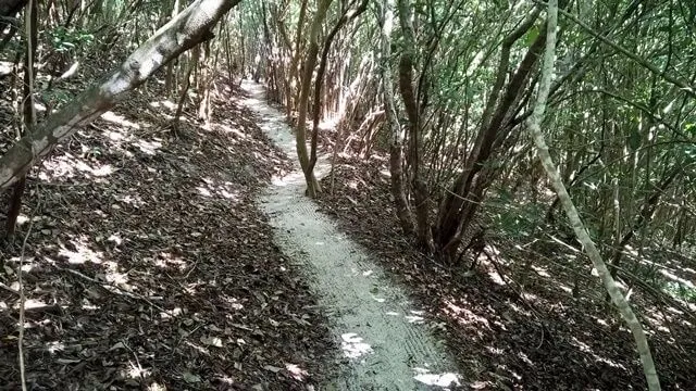 Pipa - RN, Ecological Sanctuary: pedestrian trail Pipa - RN, Ecological Sanctuary: pedestrian trail