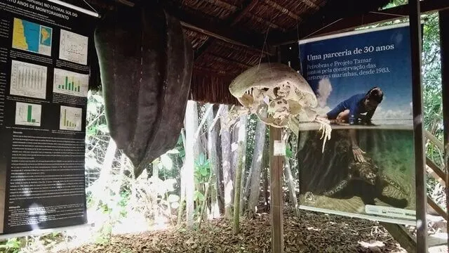Pipa - RN, Ecological Sanctuary: Turtle skeleton Pipa - RN, Ecological Sanctuary: Turtle skeleton