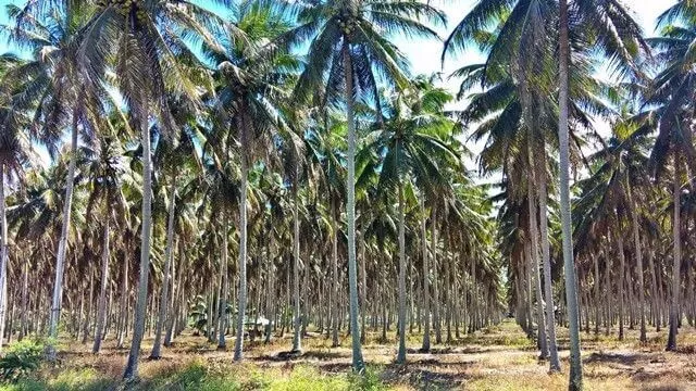 Coco Vale Litoral norte Paraiba: Coco Vale, em Lucena