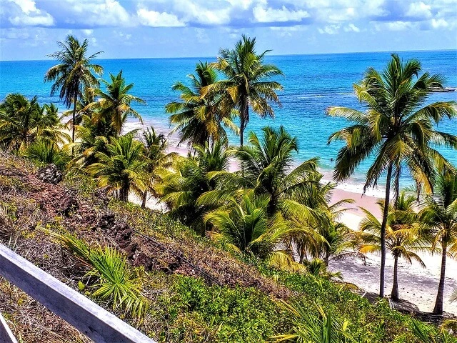 View of the coconut trees above Tabatinga, south coast of João Pessoa