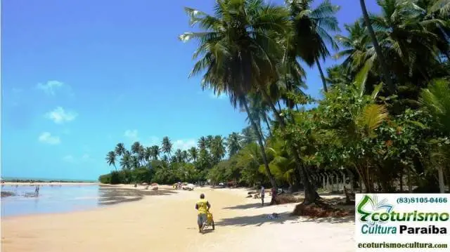 The coconut trees of the small beach of Coqueirinho Coqueirinho Beach PB: the coconut trees of the small beach