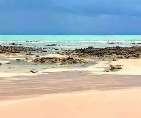 Coqueirinho Beach: the vegetation South coast of Paraíba: Coqueirinho beach
